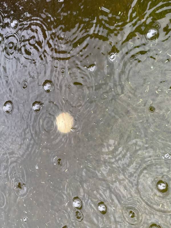 Damgolf i regn! (1)